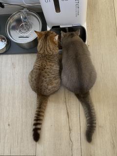 Service : chat Service : chat