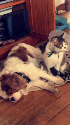 Service : garde animaux Service : garde animaux