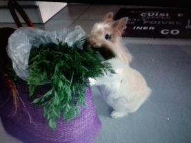 Service : garde lapin Service : garde lapin