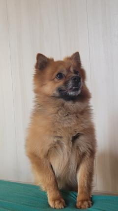 Service : garde animaux Service : garde animaux