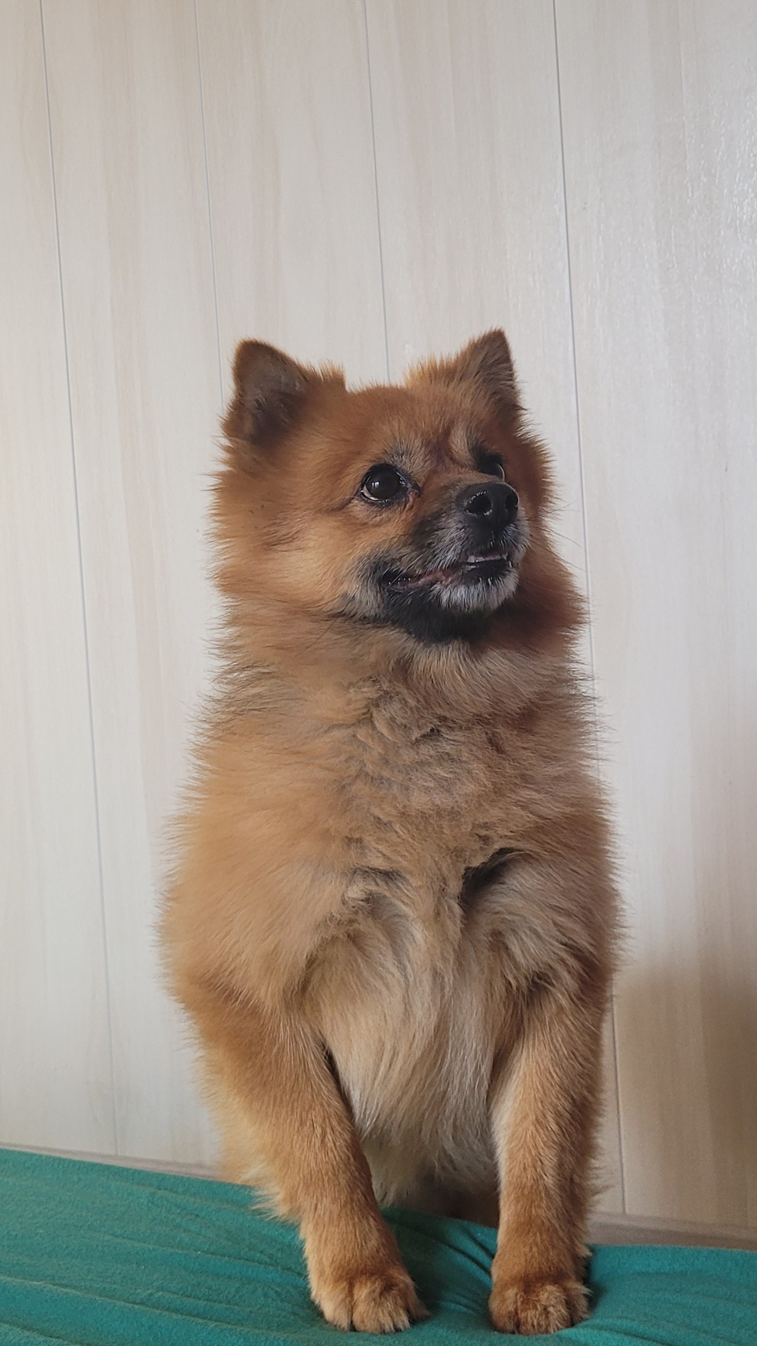 Service garde animaux 78 entre particuliers