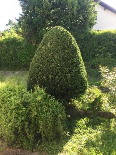 Service : entretien espace vert Service : entretien espace vert