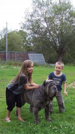 Service : garde animaux Service : garde animaux