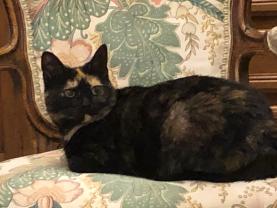 Service : chat Service : chat