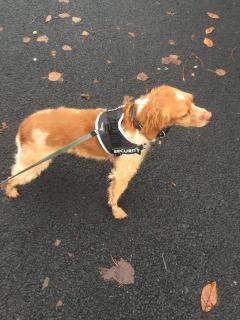 Demander ce petsitter