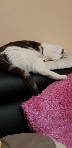 Service : garde animaux Service : garde animaux