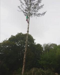 Service : elagage Service : elagage