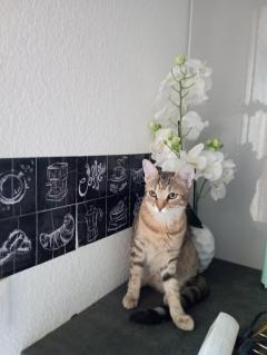 Service : chat Service : chat