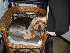Demander un promeneur