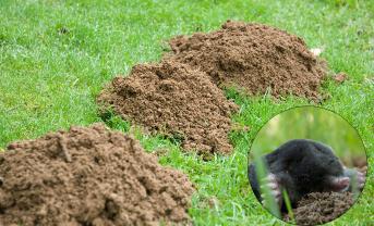 Demander ce jardinier