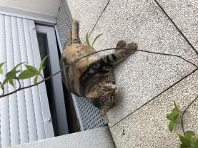 Service : chat Service : chat