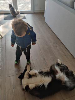 Demander ce petsitter