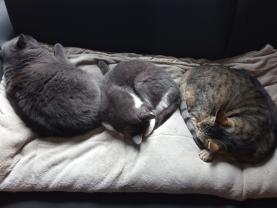 Service : chat Service : chat