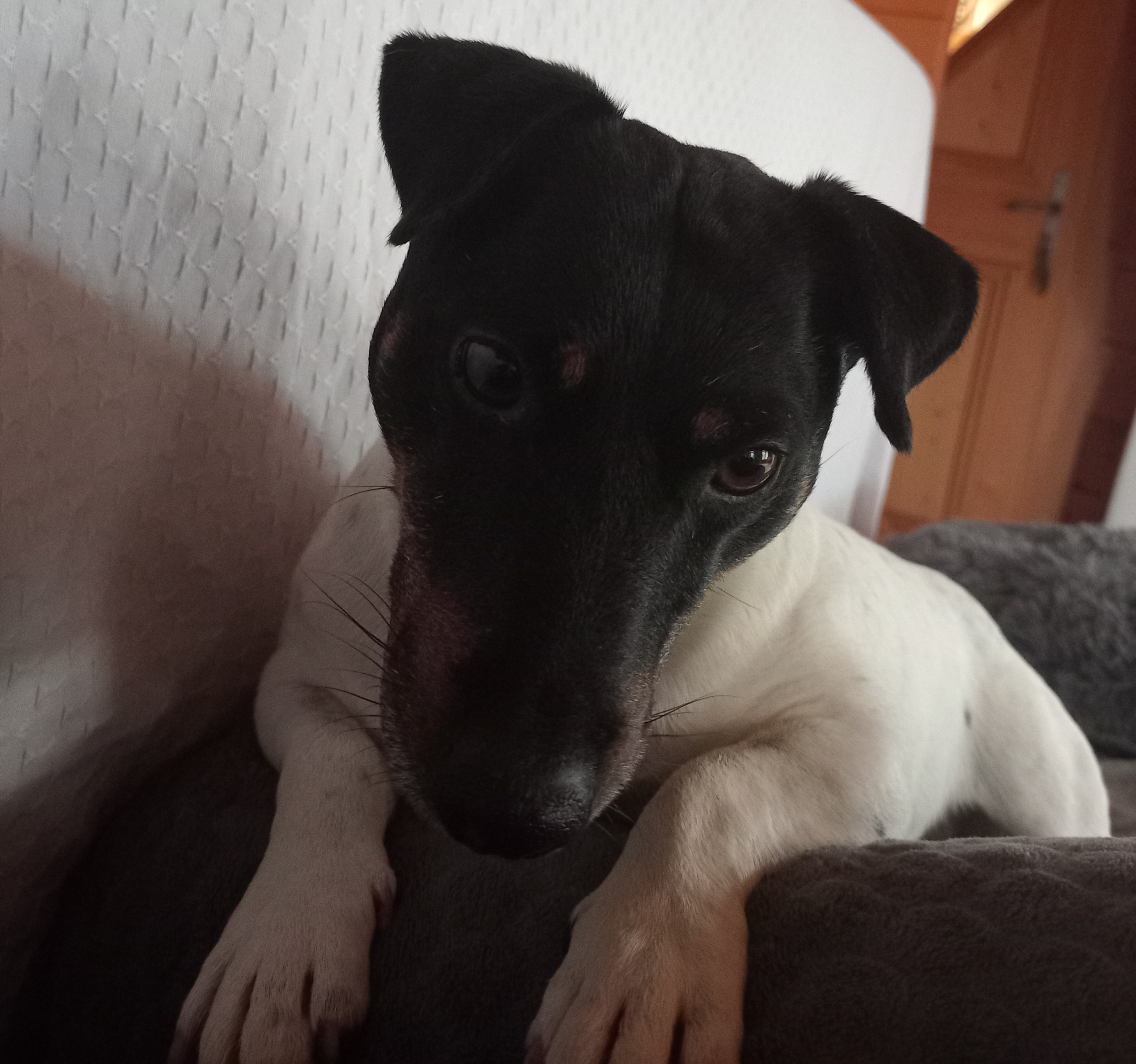 Service chien 39 entre particuliers