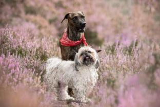 Demander ce petsitter