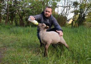 Service : garde animaux Service : garde animaux