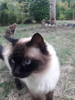 Service : garde animaux Service : garde animaux