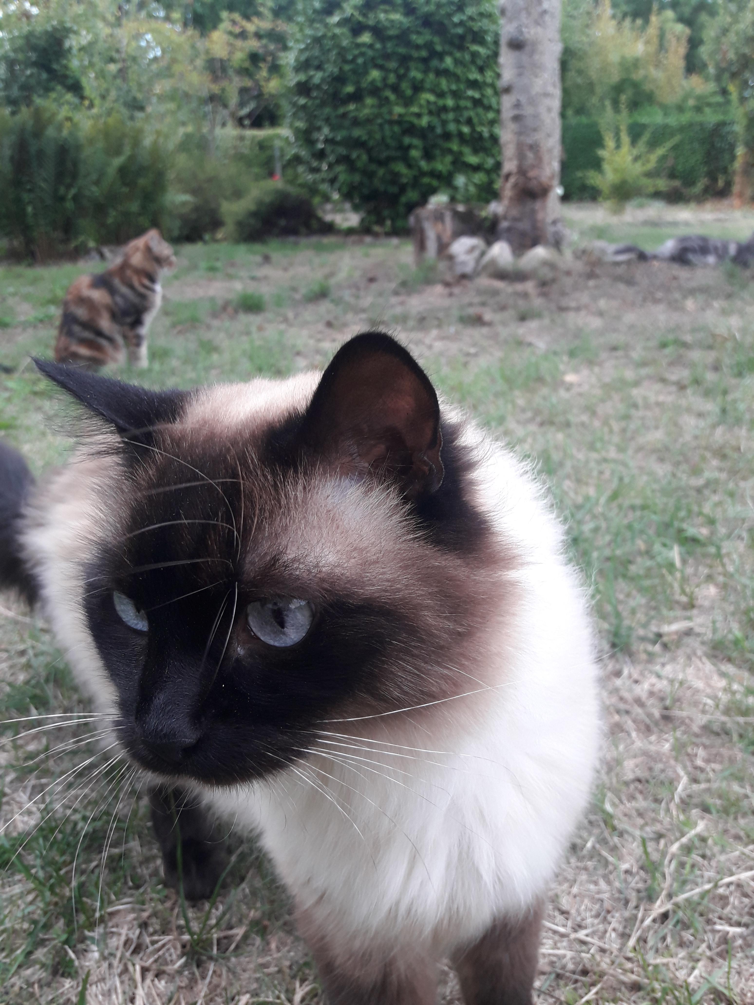 Service garde animaux 22 entre particuliers