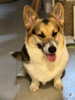 Service : chien Service : chien