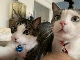 Demander ce catsitter