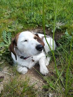 Service : chien Service : chien