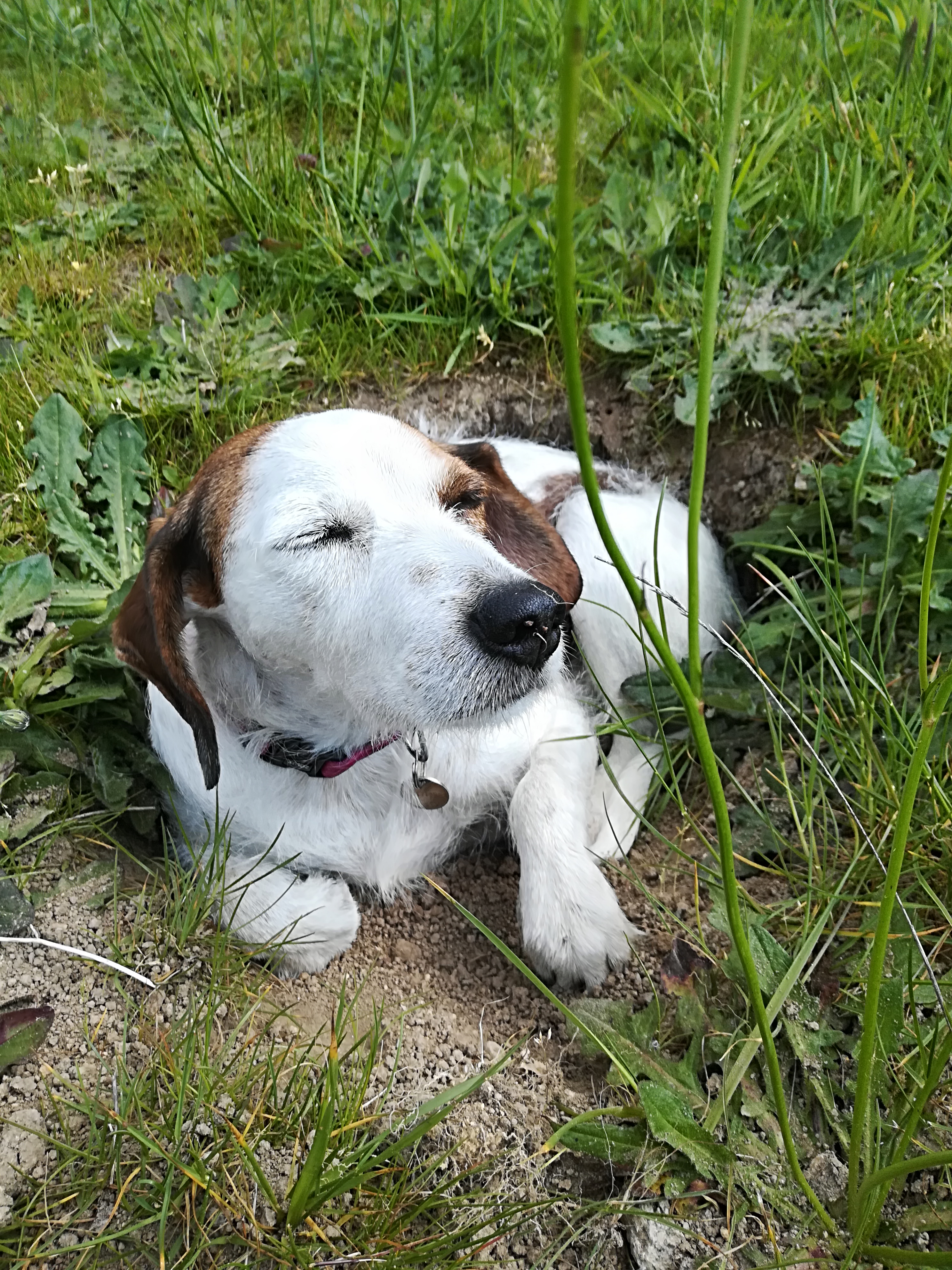 Service chien 56 entre particuliers
