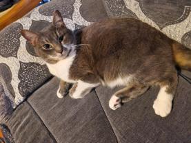 Service : garde animaux Service : garde animaux