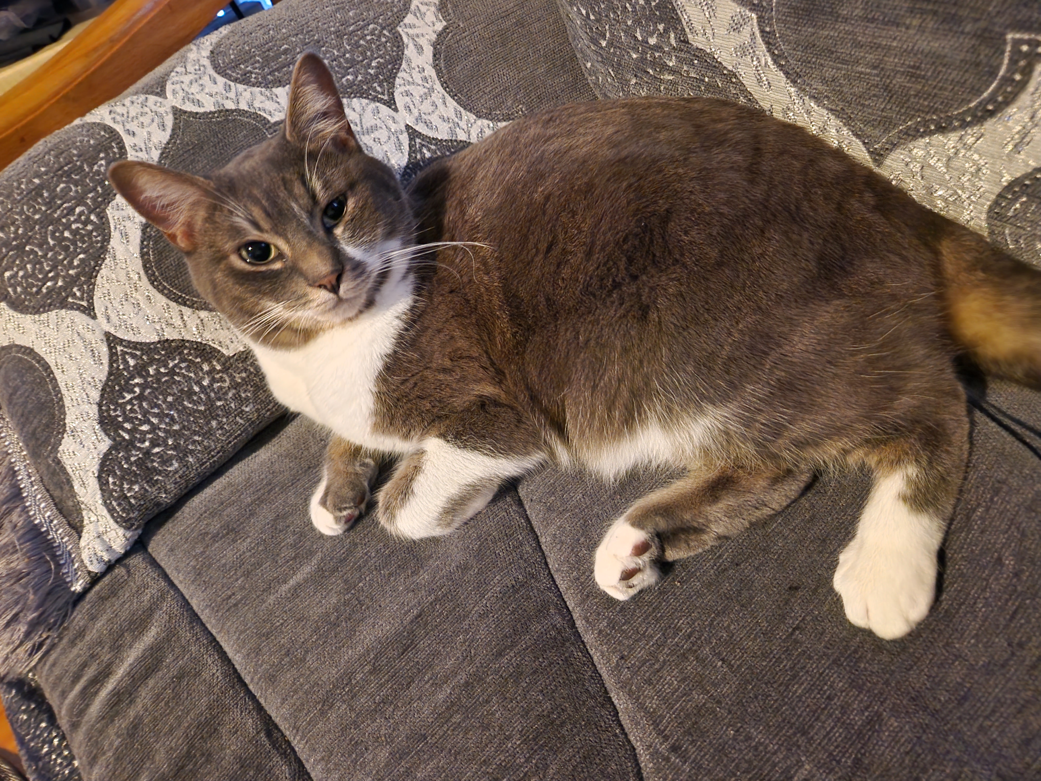 Service garde animaux 59 entre particuliers