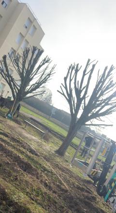 Service : elagage Service : elagage