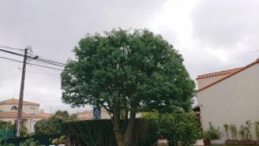 Service : entretien espace vert Service : entretien espace vert