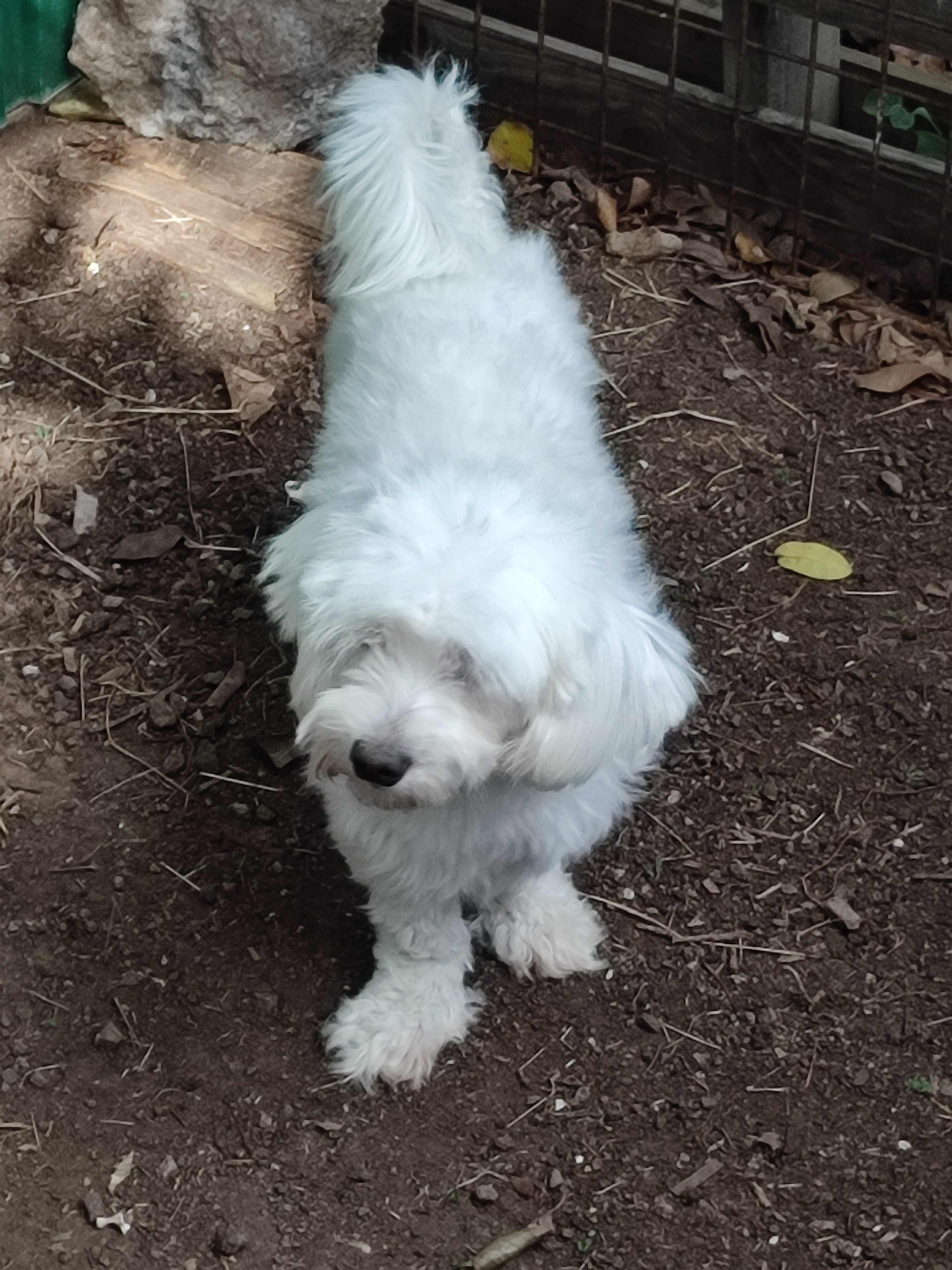 Service chien 27 entre particuliers
