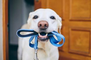 Service promeneur chien entre particuliers