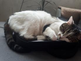 Demander ce catsitter