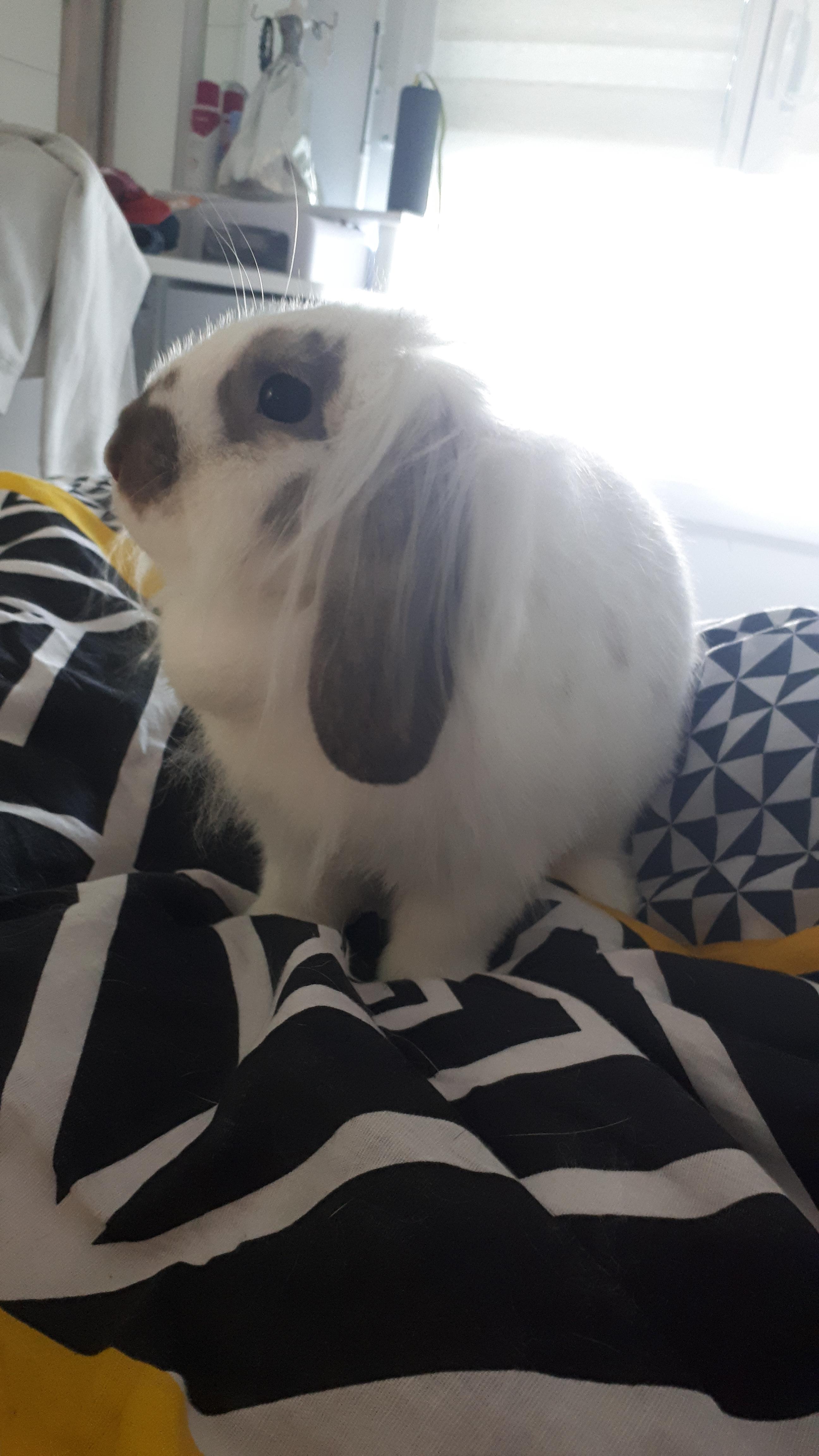 Service garde lapin 59 entre particuliers