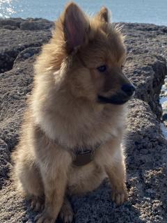 Service chien entre particuliers