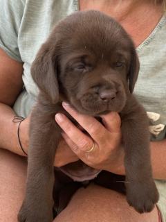 Service : garde animaux Service : garde animaux