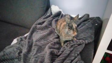 Service : garde lapin Service : garde lapin