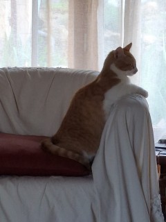 Service garde de chat Service garde de chat