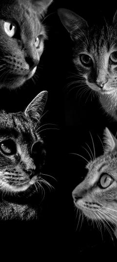 Service : chat Service : chat