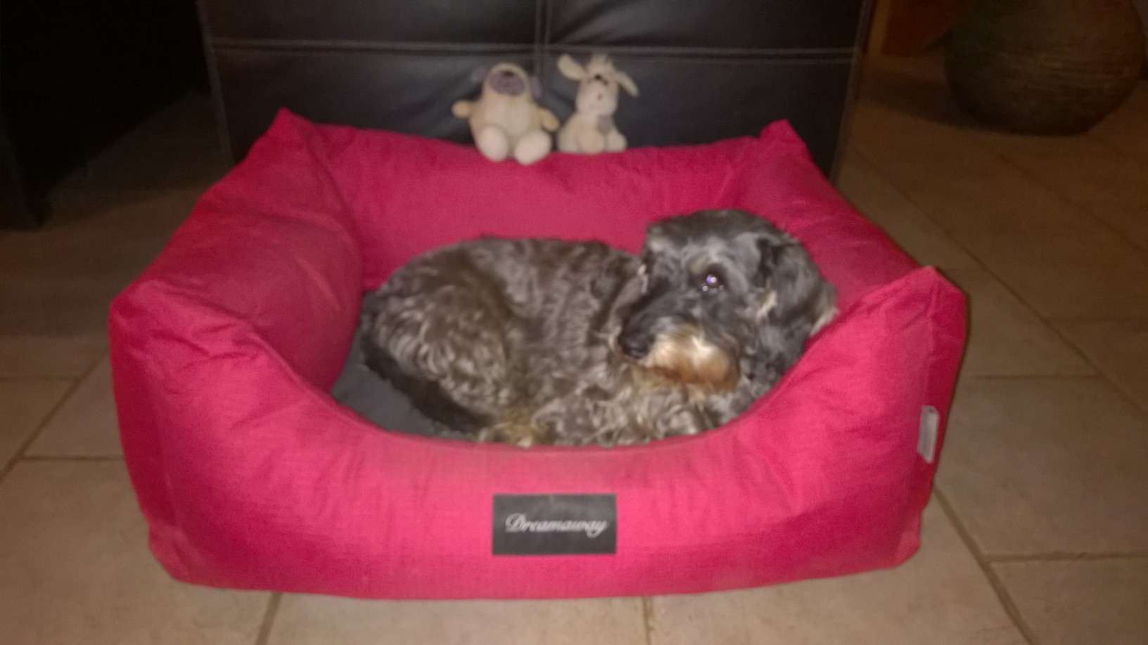 Service chien 40 entre particuliers