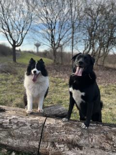 Service : chien Service : chien