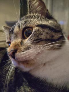 Service : chat Service : chat