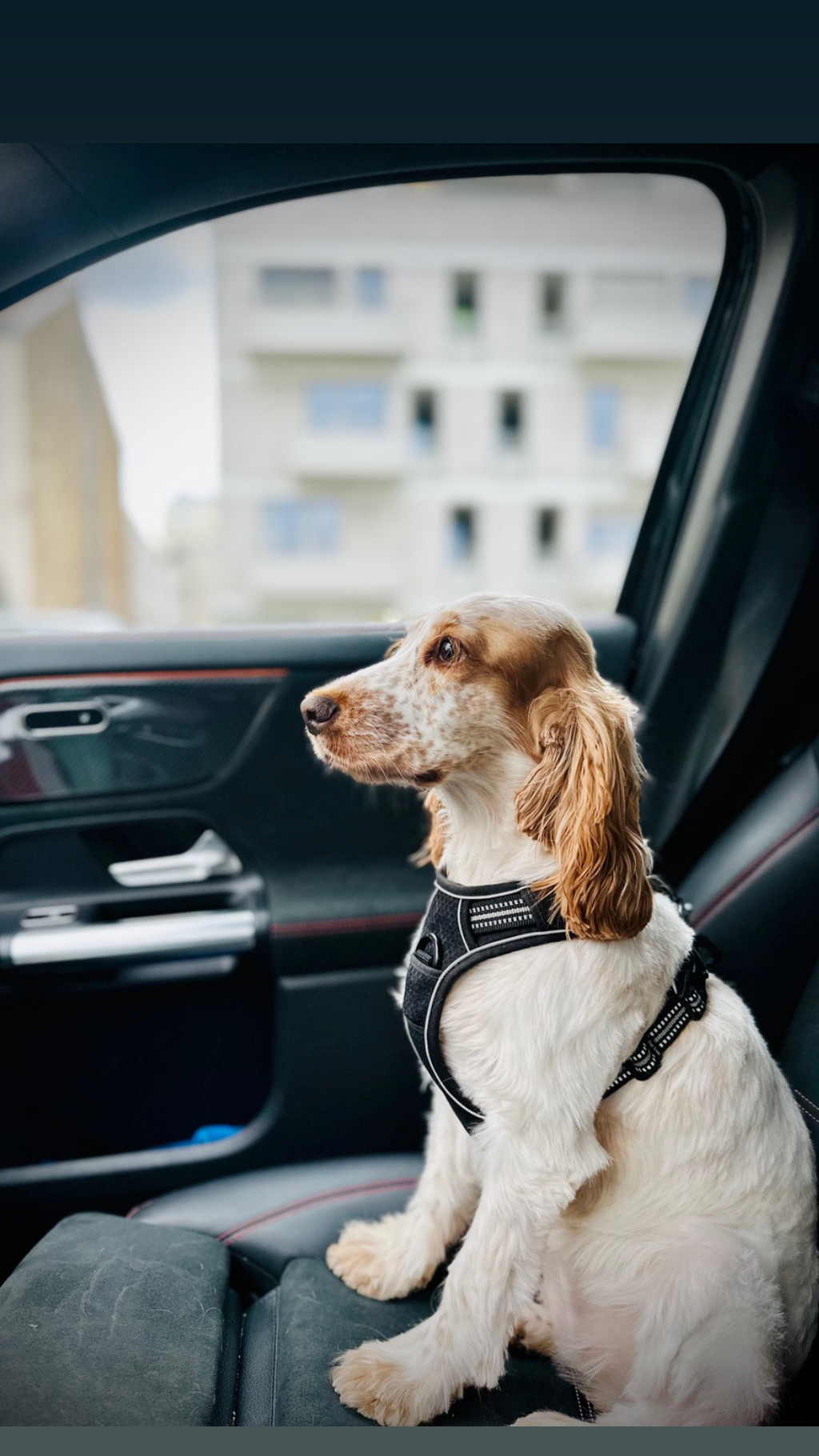 Service chien 57 entre particuliers