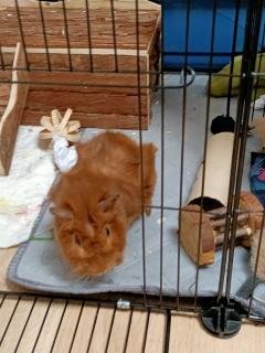 Service : rongeur Service : rongeur