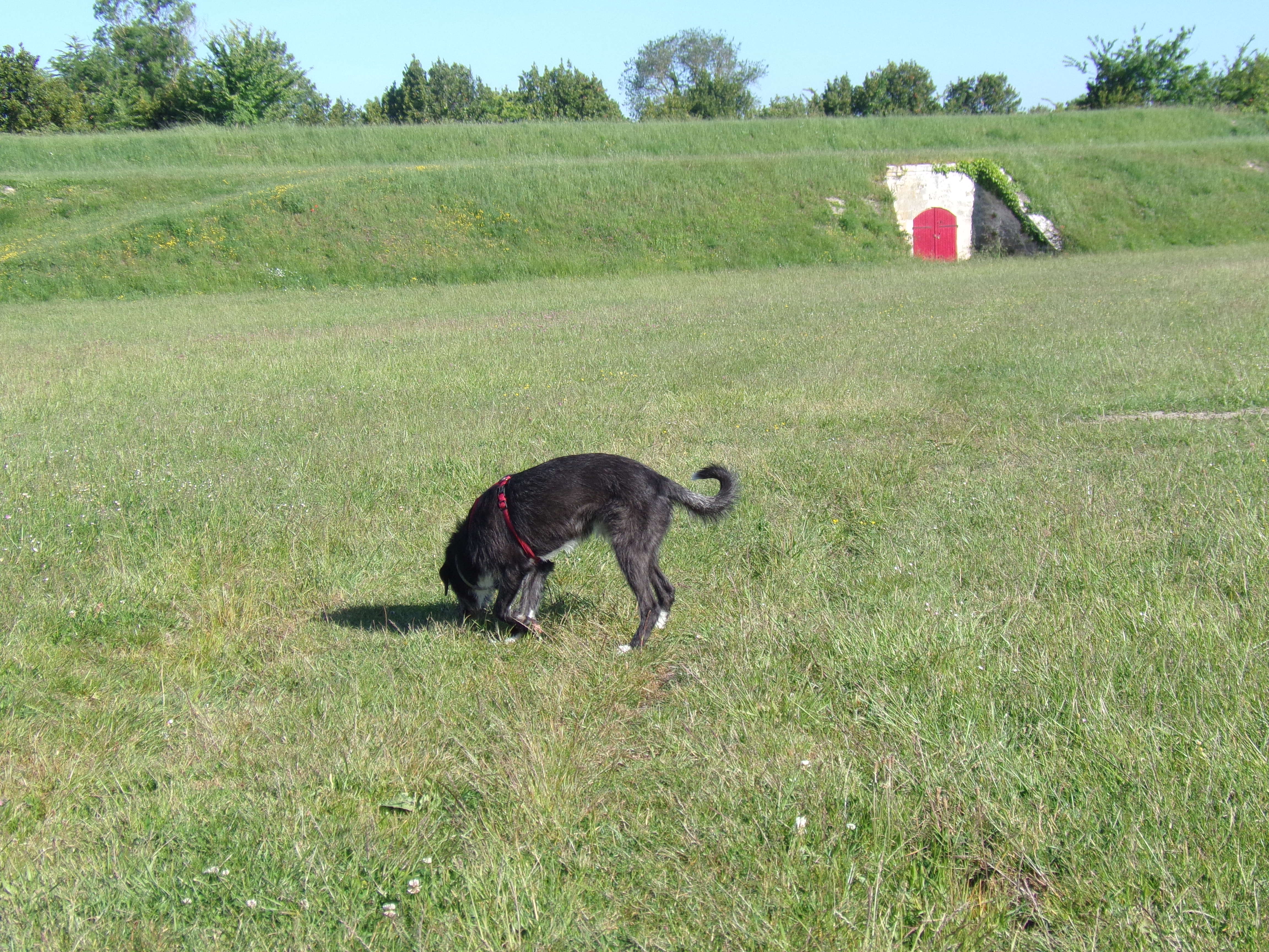 Service garde animaux 36 entre particuliers