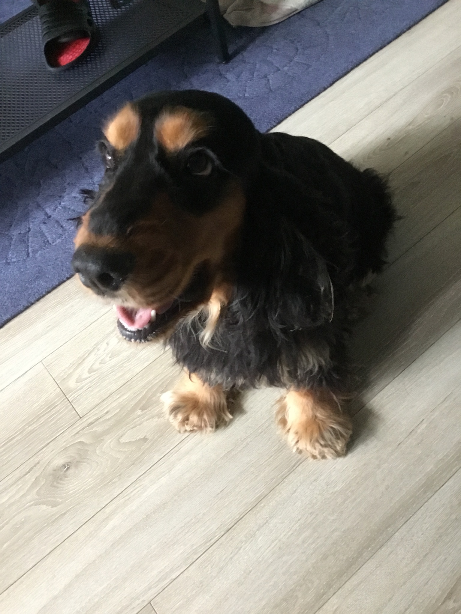 Service chien 91 entre particuliers