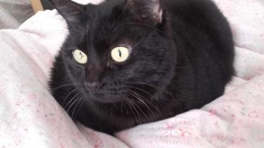 Service : chat Service : chat