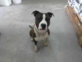 Service : chien Service : chien