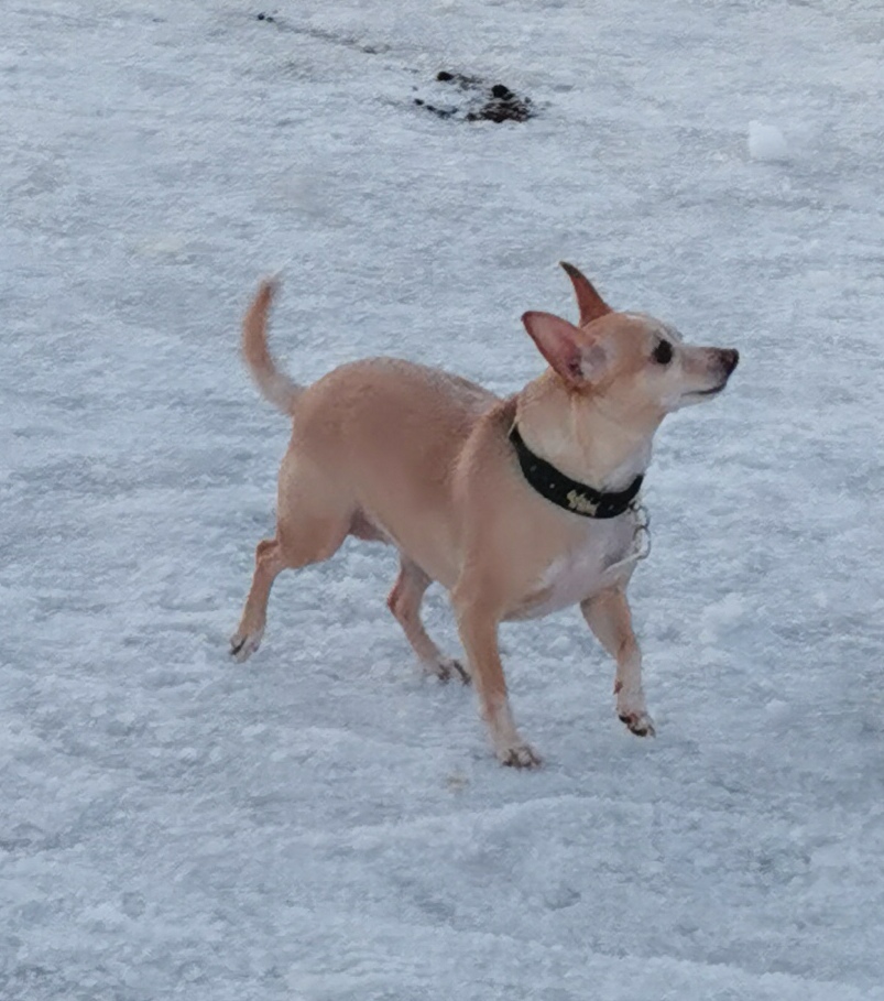 Service chien 95 entre particuliers
