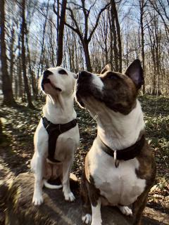 Service : promeneur chien Service : promeneur chien